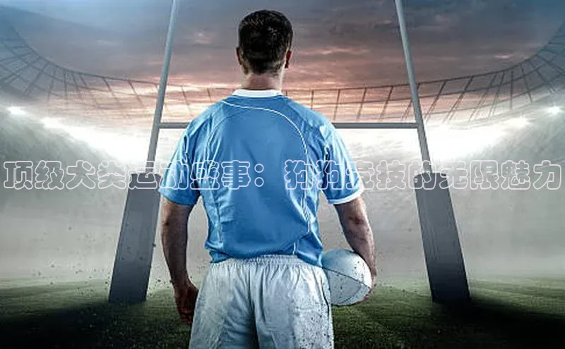 天富平台官网下载一径科技顶级犬类运动盛事：狗狗竞技的无限魅力